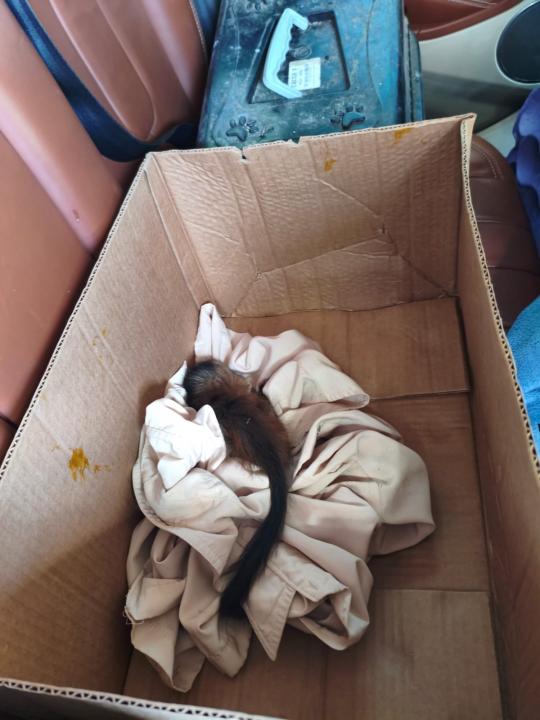 Foto 3 de 6 — VÍDEO: Dupla é detida pelo TOR após ser flagrada transportando 4 macacos-prego na SP-310 em Araraquara